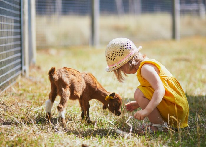 Common Mistakes When Integrating Animals Into Educational Settings