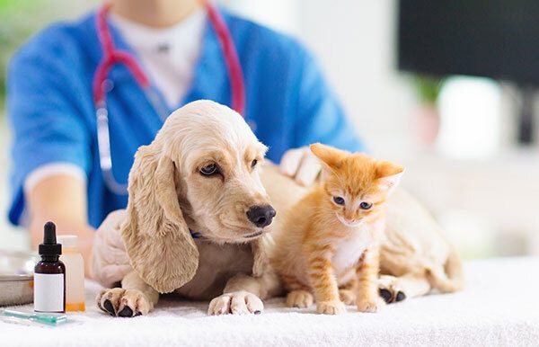 What Should You Look for in an Austin Veterinary Clinic? 7 Signs Your Pet Is in Good Hands